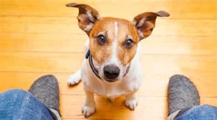 5 Unforgettable Staring Dogs That Will Melt Your Heart