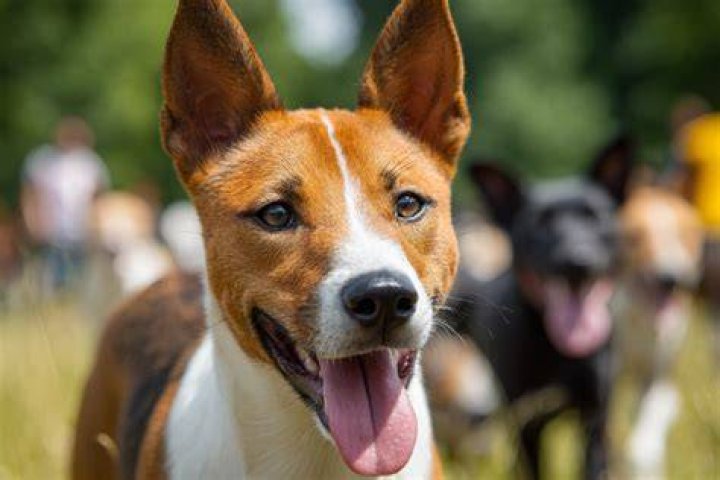 Banji Dogs: The Ultimate Guide to Understanding and Caring for This Unique Breed