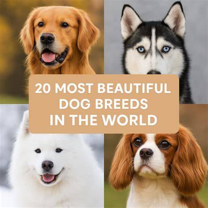 Beautiful Dogs: A Comprehensive Guide to the Most Stunning Canine Companions
