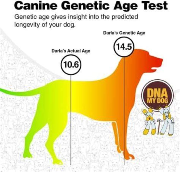 Can Dog DNA Test Tell Age? Understanding Canine DNA Testing