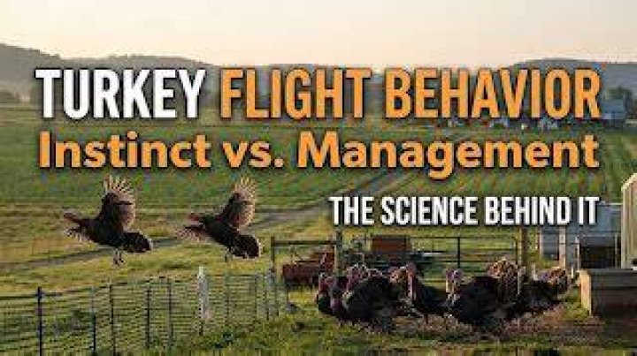 Can Tame Turkeys Fly: A Comprehensive Guide to Understanding Turkey Flight Capabilities