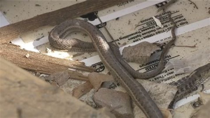 Dealing with an Infested House with Snakes: A Comprehensive Guide