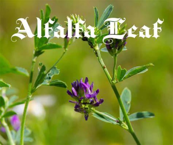 Discovering the Allure of Alfalfa: A Deep Dive into Alfalfitas