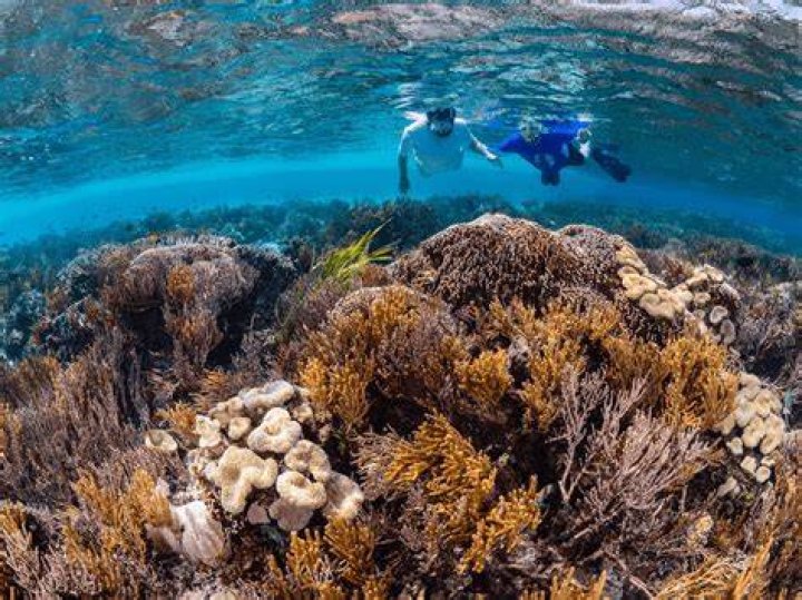 Discovering the Allure of τζαμελίζ: A Deep Dive