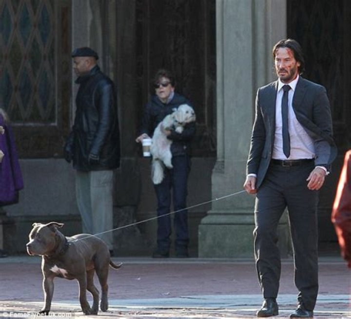 Does John Wick's Pitbull Die? A Comprehensive Look at the Iconic Film Series