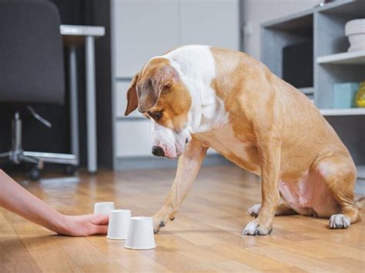 Dog Hand In Challenge: A Fun and Engaging Activity for Dog Owners