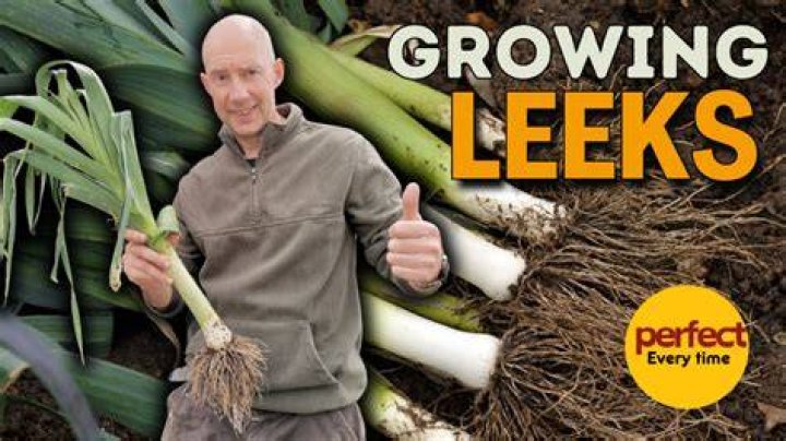 Exploring the Versatility of S Leeks: A Comprehensive Guide