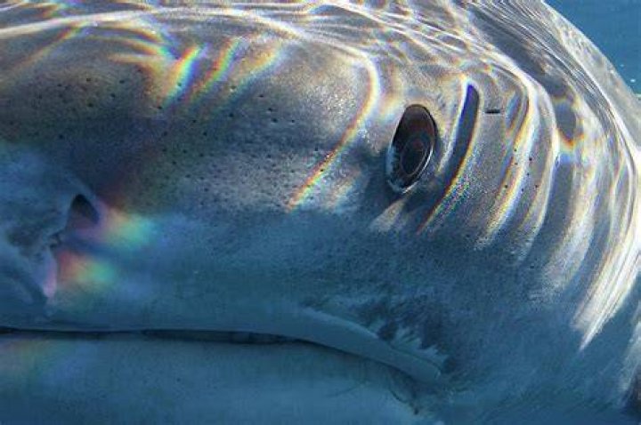 Great White Shark Eyesight: Unlocking the Mysteries of Their Vision