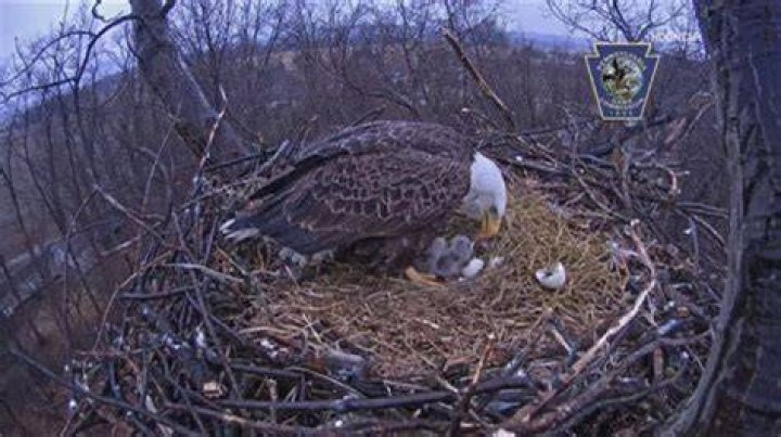 Hanover Eagle Cam: A Fascinating Live View into the World of Eagles