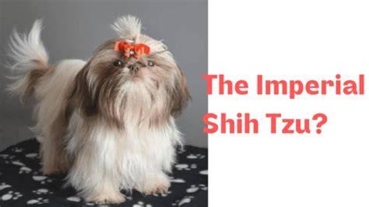 Imperial Shih Tzu: The Ultimate Guide to Owning and Caring for This Royal Companion