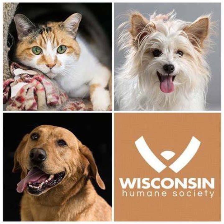 Ozaukee Humane Society: A Beacon of Compassion for Animals