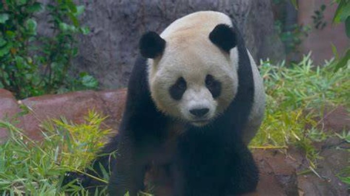 San Diego Zoo's Celebration of National Panda Day: A Commitment to Conservation