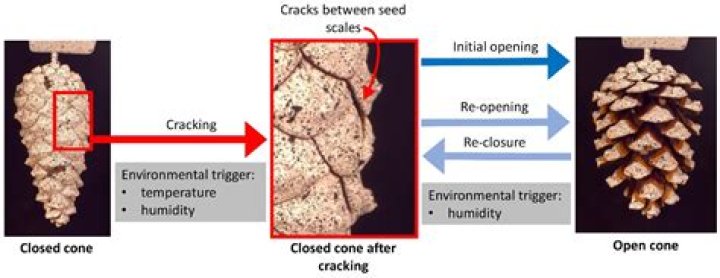 The Fascinating Process of Pine Cone Opening and Closing