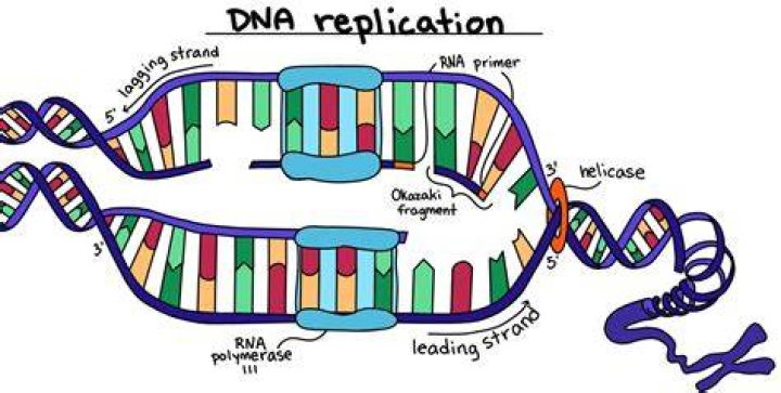 The Significance of DNA Self-Replication