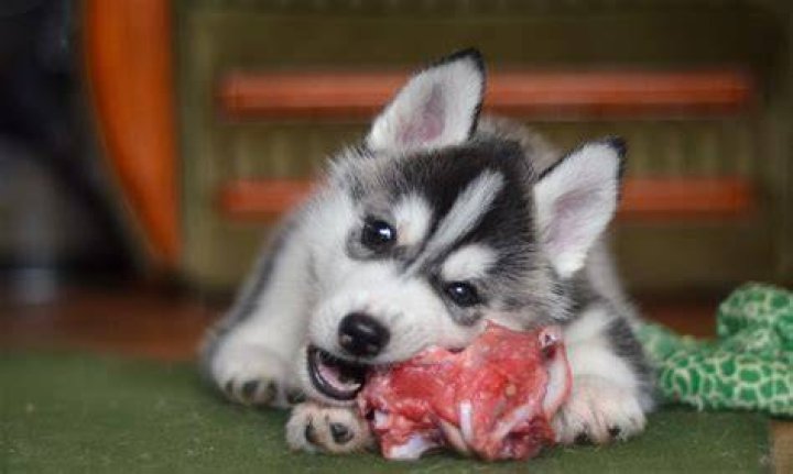 Understanding the Phrase: What Does Raw Dog Mean?
