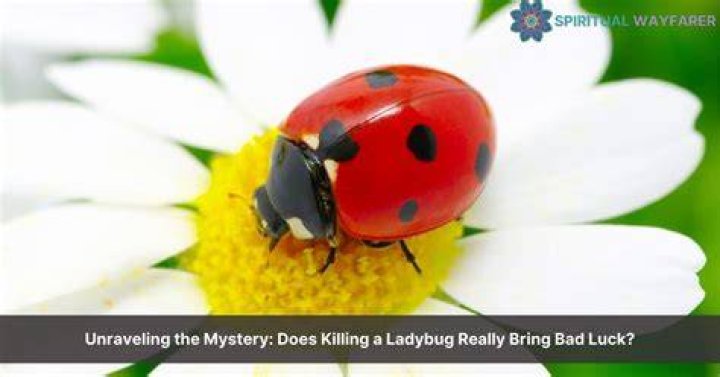 Unraveling the Secrets: What Does a Ladybug Symbolize?