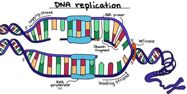 Why DNA Replication Occurs: Exploring the Need for DNA Duplication